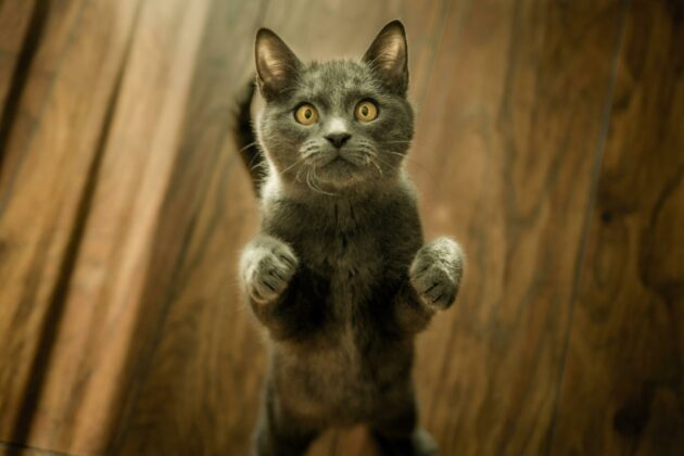 10 vital cat care guidelines every owner can occupy to aloof know for a gratified feline.jpg
